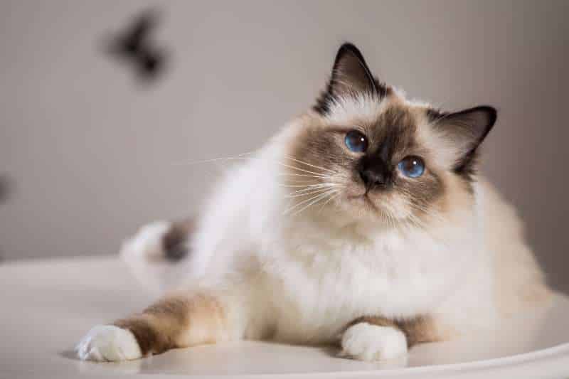 Cutest Cat Breed - BIRMAN CAT