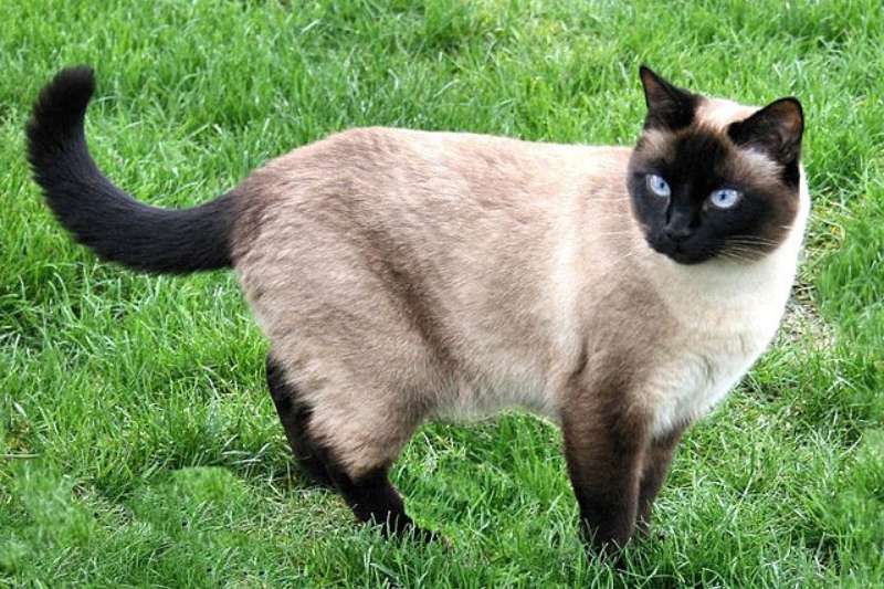 Cutest Cat Breed - COLOURPOINT CAT