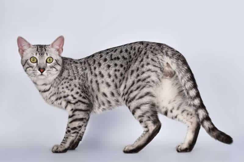 Cutest Cat Breed - EGYPTIAN MAU CAT