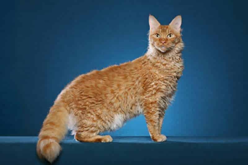 Cutest Cat Breed - LaPerm CAT