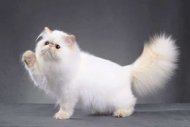 Cutest Cat Breed - PERSIAN CAT
