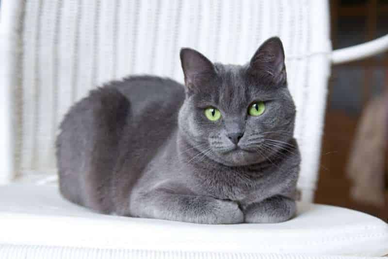Cutest Cat Breed - RUSSIAN BLUE CAT