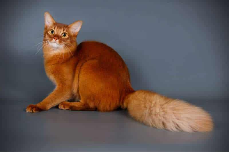 Cutest Cat Breed - SOMALI CAT