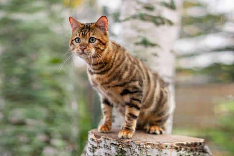 Cutest Cat Breed - TOYGER CAT