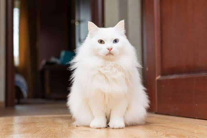 Cutest Cat Breed - TURKISH ANGORA CAT