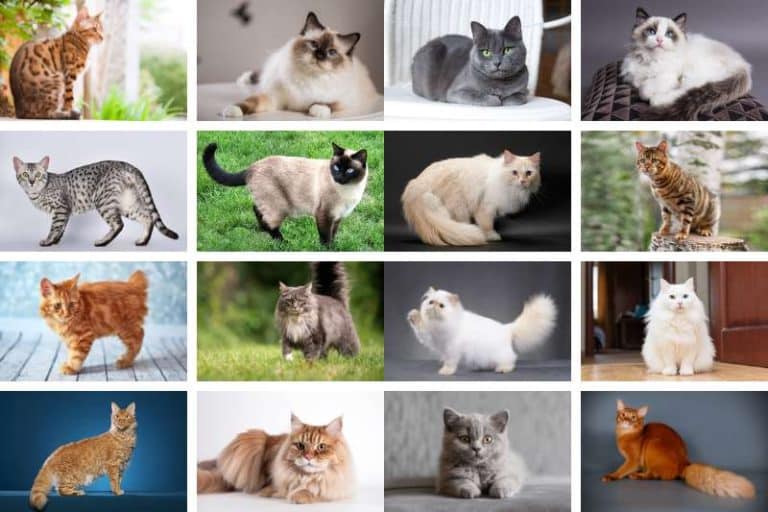 THE CUTEST CAT BREEDS IN THE WORLD