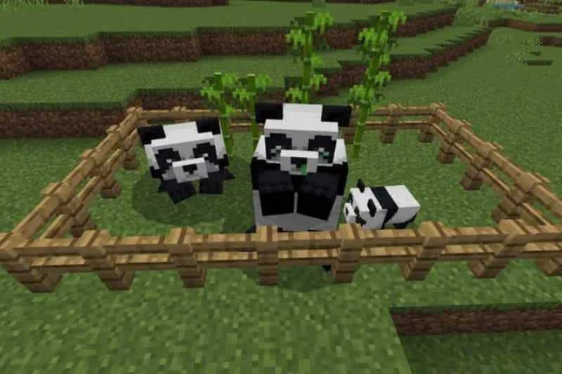 How to Breed Pandas in Minecraft - Easy and Simple guides