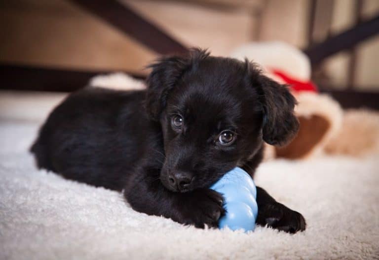 What Are The Best Chew Toys For Puppies? And Benefits